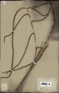 spécimen de Calamus sp.