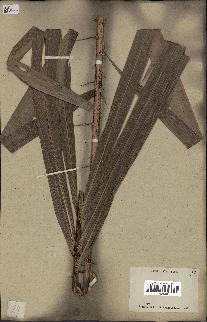 spécimen de Calamus sp.