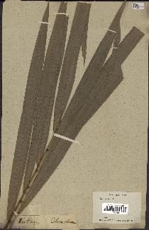 spécimen de Calamus sp.