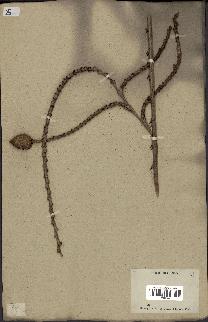 spécimen de Calamus sp.