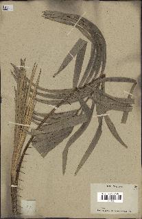 spécimen de Calamus sp.