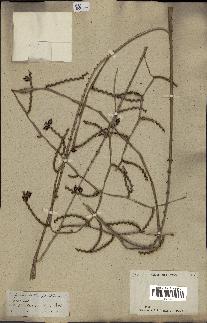 spécimen de Calamus sp.