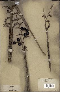 spécimen de Calamus sp.