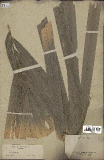 spécimen de Calamus sp.