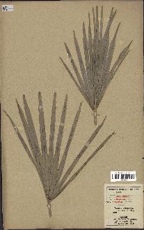 spécimen de Chamaerops humilis