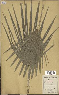 spécimen de Chamaerops humilis