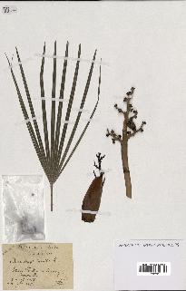 spécimen de Chamaerops humilis