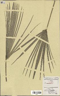 spécimen de Chamaerops humilis
