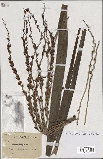 spécimen de Phoenix dactylifera