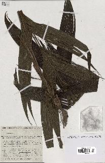 spécimen de Geonoma sp.