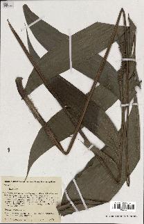 spécimen de Geonoma sp.