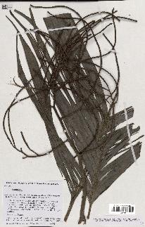 spécimen de Geonoma sp.