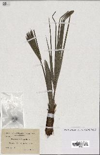 spécimen de Chamaerops humilis
