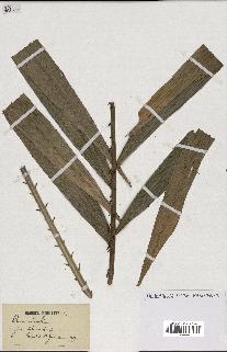 spécimen de Calamus micranthus