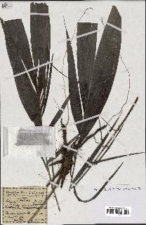 spécimen de Elaeis guineensis