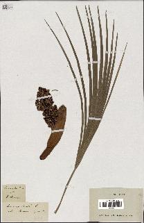 spécimen de Chamaerops humilis