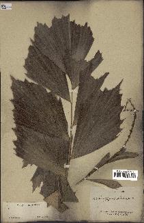 spécimen de Korthalsia laciniosa