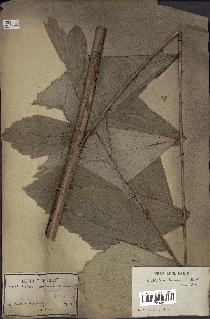 spécimen de Korthalsia laciniosa