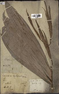 spécimen de Salacca edulis