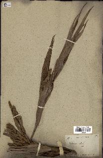 spécimen de Salacca edulis