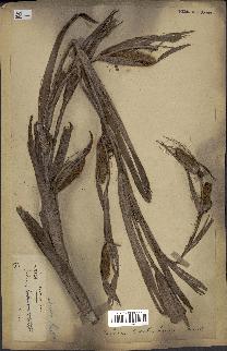spécimen de Salacca edulis