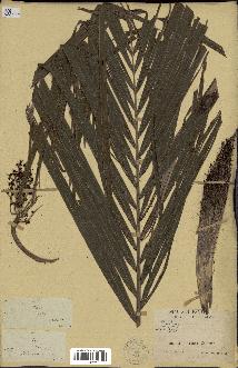 spécimen de Bactris sp.