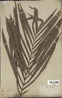 spécimen de Bactris sp.