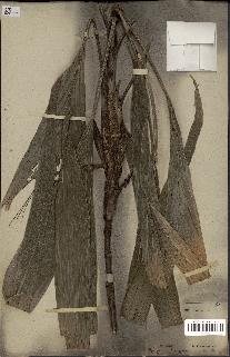 spécimen de Bactris sp.