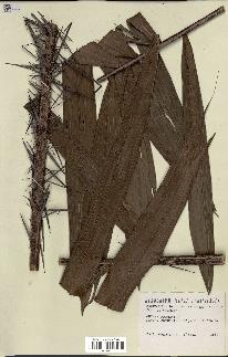 spécimen de Bactris campestris
