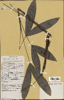 spécimen de Bactris aubletiana
