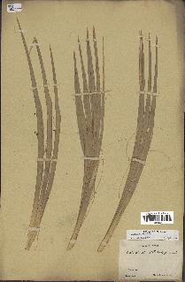 spécimen de Sabal minor