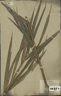 spécimen de Calamus sp.