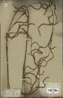 spécimen de Calamus sp.