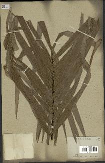 spécimen de Calamus sp.