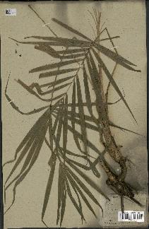 spécimen de Calamus sp.