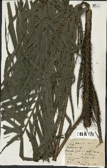 spécimen de Daemonorops sp.
