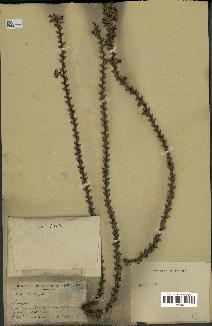 spécimen de Caryota sp.