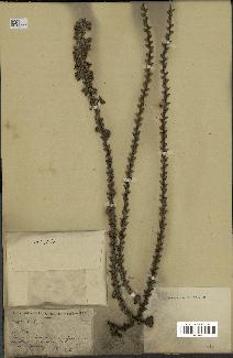 spécimen de Caryota sp.