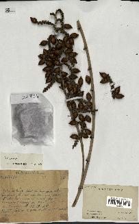spécimen de Calamus rhabdocladus