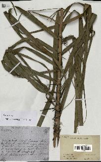 spécimen de Calamus rhabdocladus