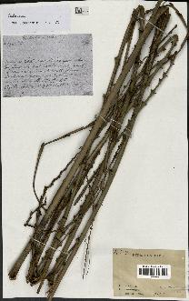 spécimen de Calamus rhabdocladus