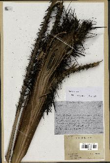 spécimen de Calamus rhabdocladus