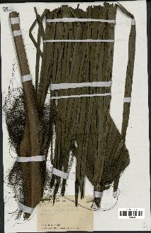 spécimen de Rhapis excelsa