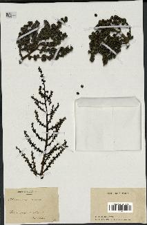 spécimen de Rhapis excelsa