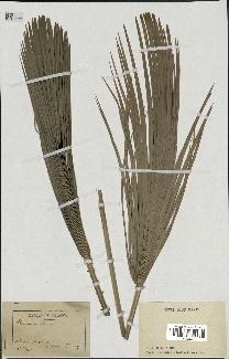 spécimen de Chamaerops humilis