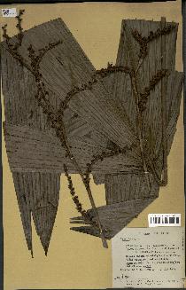 spécimen de Lepidocaryum sp.