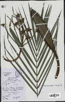 spécimen de Bactris major
