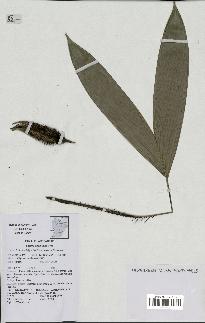 spécimen de Bactris aubletiana