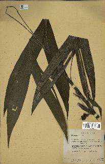 spécimen de Bactris sp.