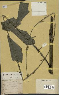 spécimen de Eremospatha wendlandiana